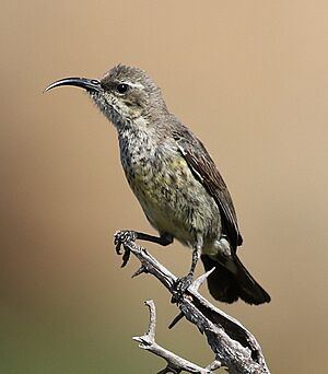 Marico sunbird, Cinnyris mariquensis at Mapungubwe National Park, Limpopo, South Africa - female.jpg
