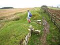 Milecastle 33 on Hadrian's Wall - geograph.org.uk - 1020188