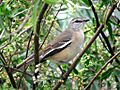 Mimus triurus, Buenos Aires, Argentina 11