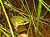 A green frog lies on mud between reeds