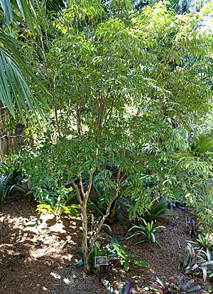 Myrciaria floribunda - Naples Botanical Garden - Naples, Florida - DSC09679.jpg
