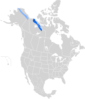 Numenius borealis breed map.svg