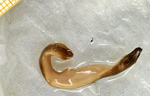 Obama nungara Geoplanidae from France MNHN JL57 lower side - white background