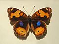 Papilionidae - Junonia hierta cebrene