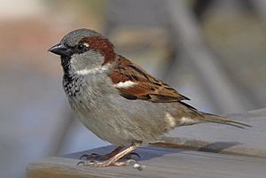 House Sparrow Bird Facts