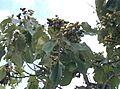 Paulownia tomentosa3