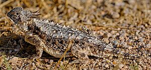 Phrynosoma solare, Seitenansicht