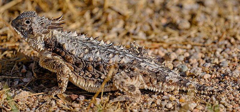 Phrynosoma solare, Seitenansicht