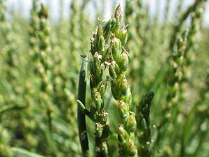 Plantago elongata (7457390096)
