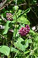 Purple Milkweed plant
