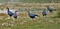 Purple Swamphens at Sultanpur I Picture 1148