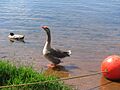 RanchoSecoDuck2010