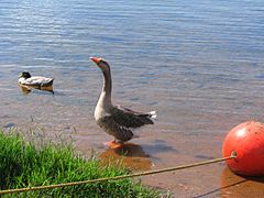 Duck near swimming area at Rancho Seco Lake