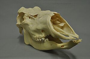 Rangifer tarandus 04 MWNH 148