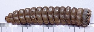Rattlesnake rattler with centimeter scale