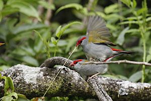 Red-browed finch mating