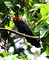 Red-crested-malkoha