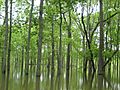 Refuge Managers Worry that Weeks of Inundation Will Damage Bottomland Hardwood Forests, as Seen Here on Cache River National Wildlife Refuge (5758554905)
