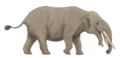 Rhynchotherium falconeri