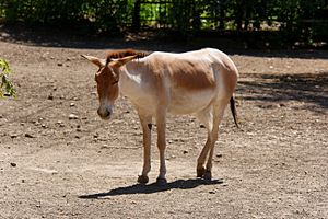 Rostov-on-Don Zoo Persian onager IMG 5268 1725.jpg