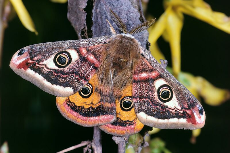 Saturnia pavonia 01