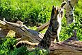 Scottish Wildcat - Explored -) (18989583708)