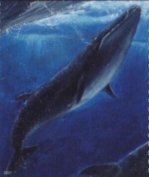 Seiwhale001