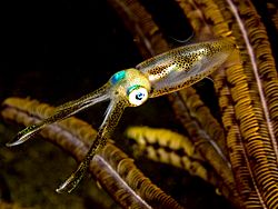 Sepioteuthis lessoniana (Bigfin reef squid).jpg