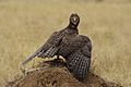Serengeti National Park 2021-09 - Polemaetus bellicosus - martial eagle