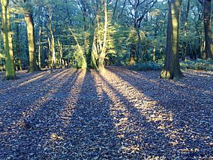 Shadows in Coldfall wood