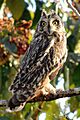 Short-eared owl (Asio flammeus) Photograph By Shantanu Kuveskar