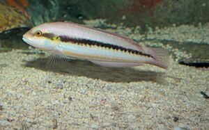 Slippery Dick Wrasse - Halichoeres bivittatus.jpg