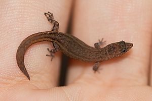 Sphaerodactylus ariasae (gravid)