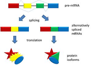Splicing overview