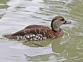 Spotted Whistling Duck RWD3
