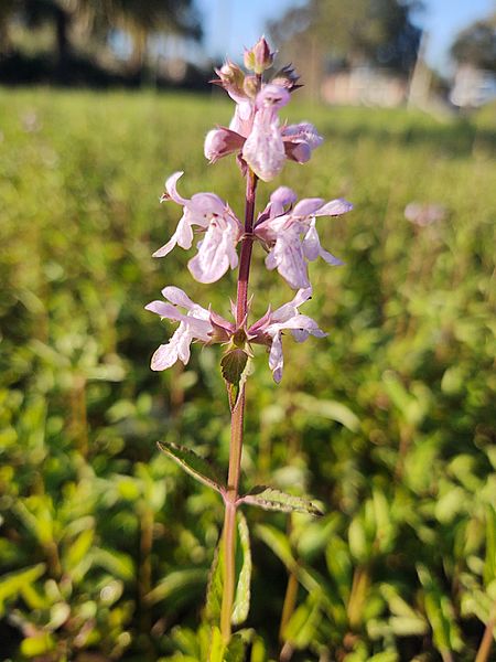 Stachys floridana 114718683