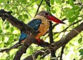 Stork-billed Kingfisher I IMG 7659