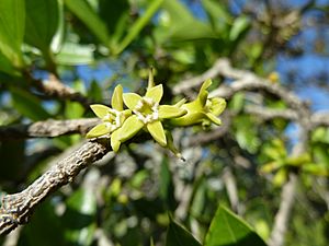 Strychnos pungens, blomme, b, Seringveld