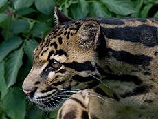 Sunda Clouded Leopard (Neofelis Diardi), Santago