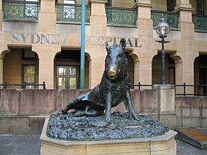 SydneyHospital IlPorcellino gobeirne