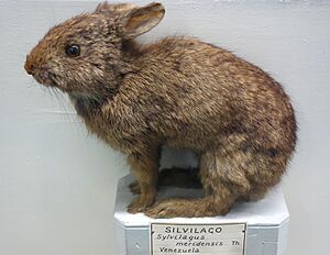 Sylvilagus brasiliensis meridensis (Sylvilagus meridensis) - Museo Civico di Storia Naturale Giacomo Doria - Genoa, Italy - DSC02875.JPG