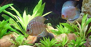 Symphysodon 'Red Turquoise' and 'Blue Diamond'
