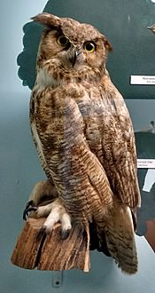 Taxidermied great horned owl at the Cape Cod Museum of Natural History