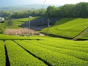 Tea Minami-yamashiro, Kyoto 01