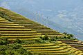 Photograph of terraced rice fields in Sa Pa 