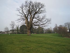 The Mill Field oak