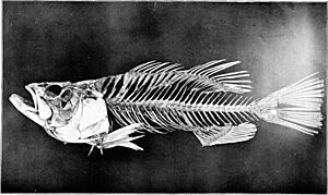 The skeleton of the black bass (1900) (14586465960)
