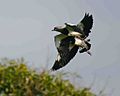 Two Southern Lapwings (Vanellus chilensis) in flight