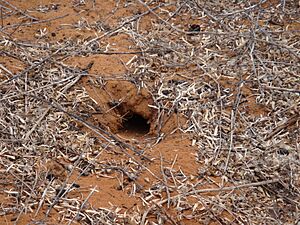 Uratelornis chimaera nest entrance