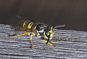 Vespula germanica-pjt2